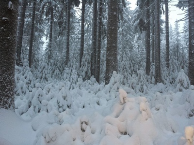 im Winterwald media/thw/1702/loipe_15545882_1.jpg