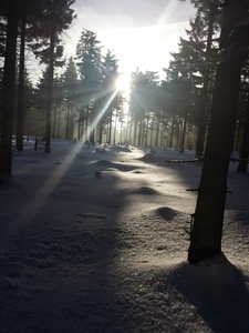Winterwald neben den Loipen media/thw/1705/loipe_64770990_1.jpg
